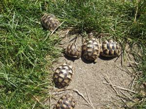 Landschildkröten Breitrand