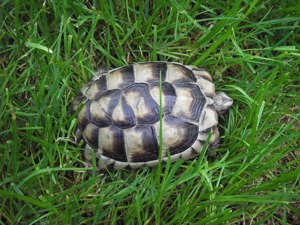 Breitrandschildkröte