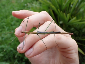 Lamachodes sp Bokor, Stabheuschrecke, Phasmide