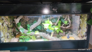 Terrarium 1.20 x 60 x 60 mit Schlange 