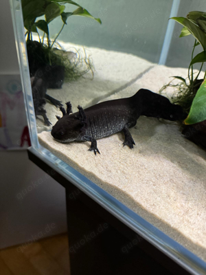 Aquarium komplettset mit zwei Axolotl