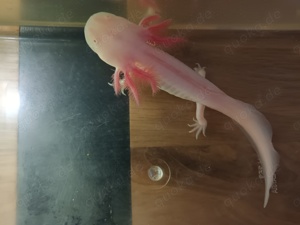 Axolotl Jungtiere Albinos & Weißlinge