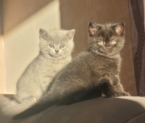 BKH mit Stammbaum  Britisch Kurzhaar Kitten