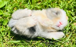 Bunte blauäugige Löwenkopfzwergkaninchen