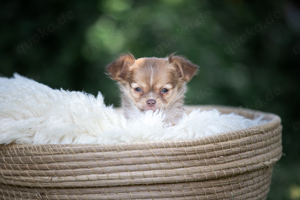 Chihuahua Welpen 