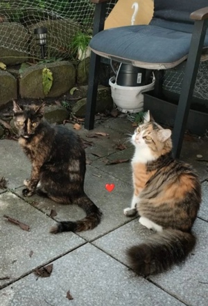 2 Maine Coon EKH Katzen abzugeben 