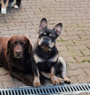 Französische Bulldogge, Rüde 