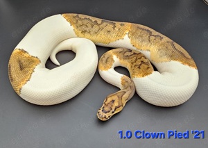 Königspython 1.0 Clown Pied 