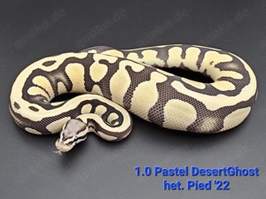 Königspython 1.0 Pastel DesertGhost het. Pied 