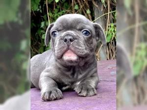 Französische Bulldogge welpen 