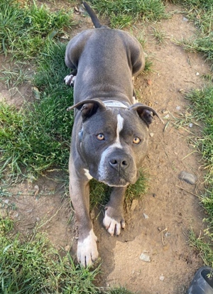 Intakter Standart American Bully Rüde (Odin)