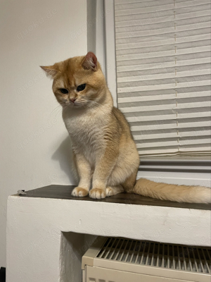 Deckkater Bkh Black Golden Shell BG A Bild 9