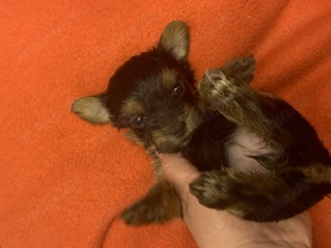 Yorkshire Terrier Welpe Mini