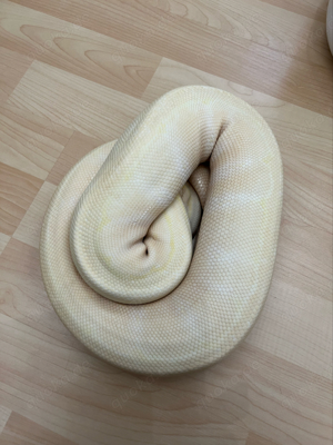  0.1 albino pinstripe