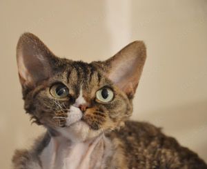 Junge ( Adult) wunderschöne Katzen (Mädchen und Jungen) Devon Rex auf der Suche nach einem neuen, li