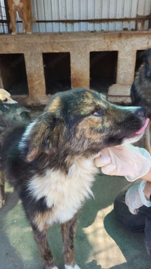 Toller Clooney sucht großes Herz!