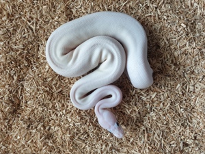 Königspython Piebald Copper GHI BEL Cinnamon Mojave Pastel Nachzuchten 