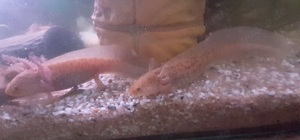 Axolotl Jungtiere cooper abzugeben 