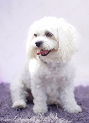 Malteser Maltipoo Rüde zum decken