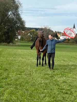 Reitunterricht für Anfänger und Fortgeschrittene auf Reitbeteiligungsbasis Bild 3