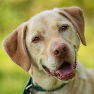 !!DRINGEND!! Leonell, 6 Jahre - Labrador - Tierhilfe Franken e.V.