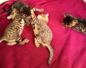 5 Süße Bengal Kitten