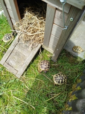 Landschildkröten zu verkaufen 