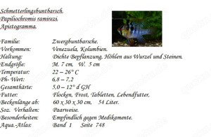 Schmetterlingsbuntbarsch Bild 2