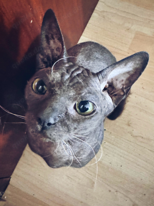 sphynx männchen 