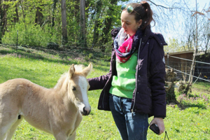 Reitstunde Reitbeteiligung 