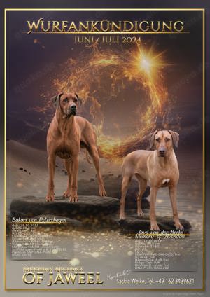 Rhodesian Ridgeback Welpen 