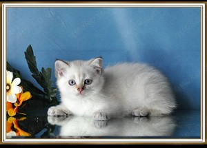 Wunderschöne BKH Britisch Kurzhaar Kitten mit Stammbaum.