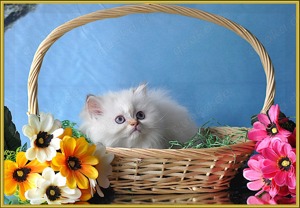 Wunderschöne BLH Britisch Langhaar Kitten mit Stammbaum.