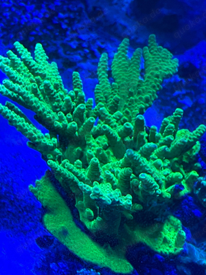 Korallen Meerwasser Acropora