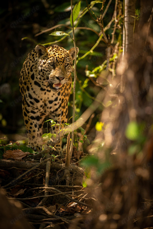 Best Wildlife Photography Tours in Costa Rica | Sukia Travel