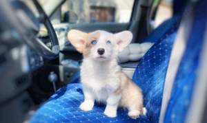 Welsh corgi cardigan Hündin 