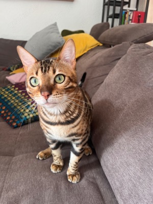 Bengal Kater sucht ein liebevolles Zuhause! 