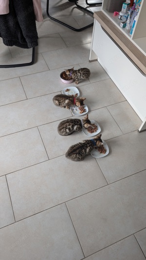 bengalkitten zu verkaufen