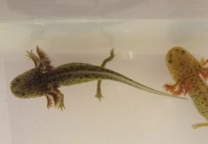 Axolotl Jungtiere