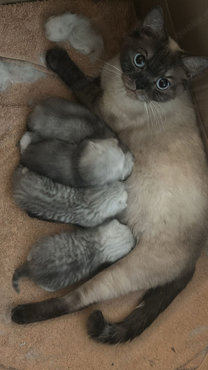 Erfahrener BKH Deckkater Bild 6