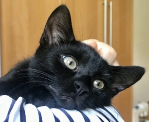 Katzenbabies Kitten Junges schwarzes Kätzchen