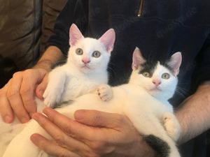 Süße Bande auf der Suche nach einem neuen lieben Zuhause (Katzenbabies Kitten Kater Katze jung)