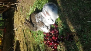 Kleine Hasen Kaninchen Jungtiere