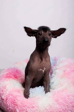 Süßer Xoloitzcuintle Welpe