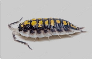 Asseln Porcellio Haasi High Yellow