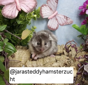 Extrem HANDZAHME FLAUSCHIGE Teddyhamster Satinglanz 