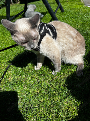 siam Katze schüchtern 