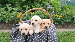 Reinrassige Labradorwelpen mit Stammbaum Ahnentafel!