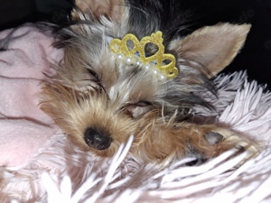 Reinrassige Yorkshire Terrier Prinzessin