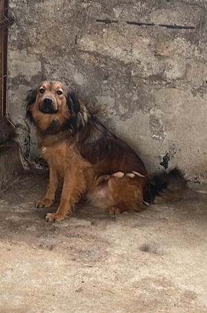 Einstein ca. 45 cm   der Gelassene